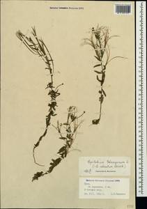 Epilobium tetragonum L., Crimea (KRYM) (Russia)