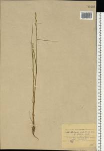 Lolium remotum Schrank, Eastern Europe, Central region (E4) (Russia)