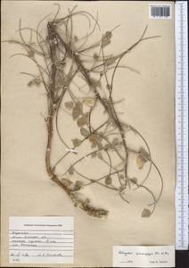 Astragalus sphaerophysa Kar. & Kir., Middle Asia, Muyunkumy, Balkhash & Betpak-Dala (M9) (Kazakhstan)