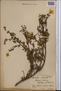 Dasiphora fruticosa (L.) Rydb., Middle Asia, Northern & Central Tian Shan (M4) (Kyrgyzstan)