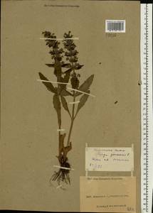 Ajuga genevensis L., Eastern Europe, North Ukrainian region (E11) (Ukraine)