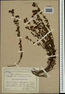 Dorycnium pentaphyllum subsp. herbaceum (Vill.)Rouy, Crimea (KRYM) (Russia)