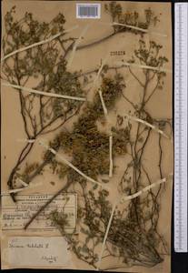 Spiraea trilobata L., Middle Asia, Pamir & Pamiro-Alai (M2) (Kyrgyzstan)