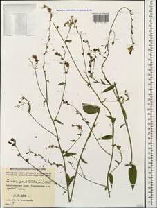 Linaria genistifolia (L.) Mill., Caucasus, Black Sea Shore (from Novorossiysk to Adler) (K3) (Russia)