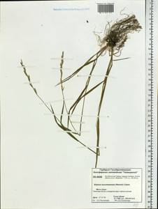 Elymus macrourus (Turcz. ex Steud.) Tzvelev, Siberia, Central Siberia (S3) (Russia)