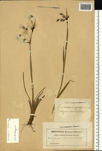Eriophorum latifolium Hoppe, Eastern Europe, Latvia (E2b) (Latvia)