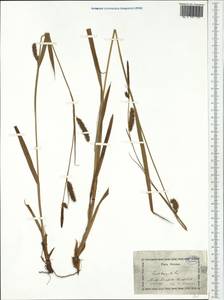 Carex laevigata Sm., Western Europe (EUR) (Germany)