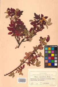 Rosa acicularis Lindl., Siberia, Chukotka & Kamchatka (S7) (Russia)