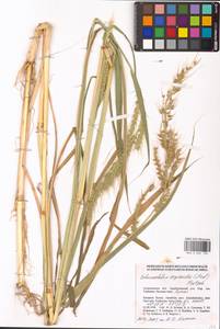 Echinochloa oryzoides (Ard.) Fritsch, Eastern Europe, Lower Volga region (E9) (Russia)