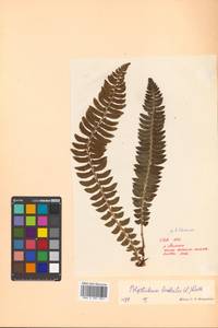 Polystichum lonchitis (L.) Roth, Siberia, Russian Far East (S6) (Russia)