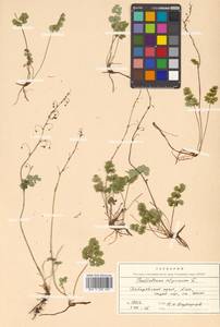 Thalictrum alpinum L., Siberia, Russian Far East (S6) (Russia)