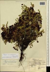 Thymus reverdattoanus Serg., Siberia, Chukotka & Kamchatka (S7) (Russia)