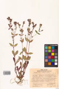 Silene olgae (Maxim.) Rohrb., Siberia, Russian Far East (S6) (Russia)