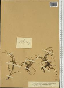Carex depressa subsp. transsilvanica (Schur) K.Richt., Western Europe (EUR) (Portugal)