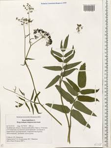 Sium latifolium L., Eastern Europe, Eastern region (E10) (Russia)