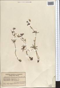 Geranium linearilobum DC. in Lam. & DC., Middle Asia, Northern & Central Tian Shan (M4) (Kazakhstan)