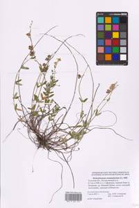 Helianthemum nummularium (L.) Mill., Eastern Europe, Central region (E4) (Russia)