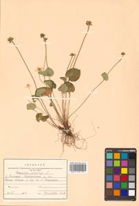 Parnassia palustris L., Siberia, Russian Far East (S6) (Russia)