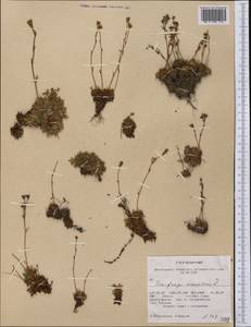 Saxifraga cespitosa, America (AMER) (United States)