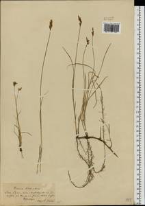 Carex praecox Schreb., Eastern Europe, South Ukrainian region (E12) (Ukraine)