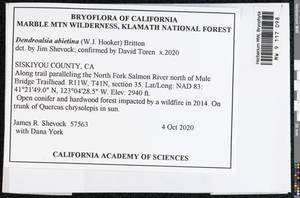 Dendroalsia abietina (Hook.) E. Britton ex Broth., Bryophytes, Bryophytes - America (BAm) (United States)