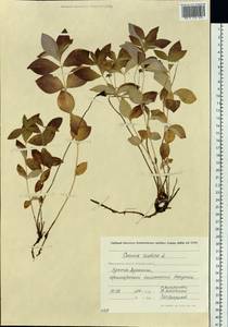 Cornus suecica L., Siberia, Chukotka & Kamchatka (S7) (Russia)