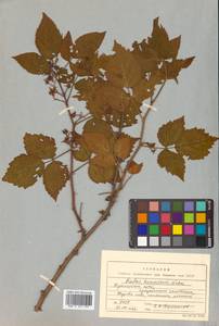 Rubus idaeus subsp. melanolasius Focke, Siberia, Russian Far East (S6) (Russia)