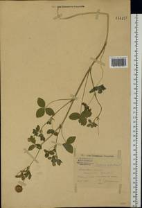 Trifolium hybridum L., Eastern Europe, Central forest region (E5) (Russia)