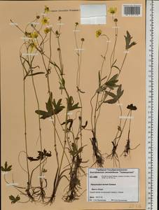 Ranunculus turneri Greene, Siberia, Central Siberia (S3) (Russia)