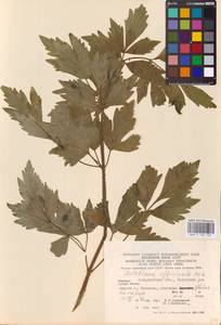 Levisticum officinale W. D. J. Koch, Eastern Europe, West Ukrainian region (E13) (Ukraine)