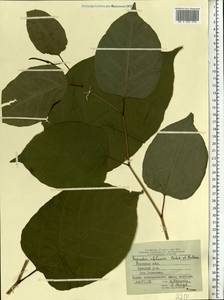 Reynoutria × bohemica Chrtek & Chrtková, Eastern Europe, Central forest-and-steppe region (E6) (Russia)