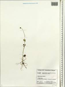 Ranunculus nivalis L., Siberia, Central Siberia (S3) (Russia)