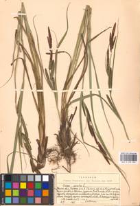 Carex acuta L., Eastern Europe, Moscow region (E4a) (Russia)