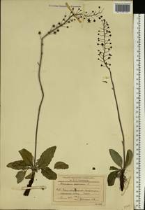 Verbascum phoeniceum L., Eastern Europe, North Ukrainian region (E11) (Ukraine)