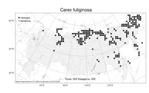 Carex fuliginosa Schkuhr, Atlas of the Russian Flora (FLORUS) (Russia)