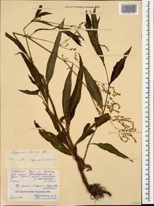 Koenigia alpina (All.) T. M. Schust. & Reveal, Caucasus, North Ossetia, Ingushetia & Chechnya (K1c) (Russia)