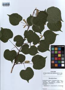 Tilia amurensis var. sibirica (Fisch. ex Bayer) Y. C. Zhu, Siberia, Altai & Sayany Mountains (S2) (Russia)