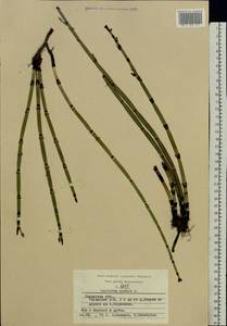 Equisetum hyemale L., Eastern Europe, Central region (E4) (Russia)