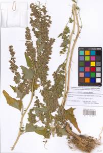 Atriplex sagittata Borkh., Eastern Europe, Moscow region (E4a) (Russia)