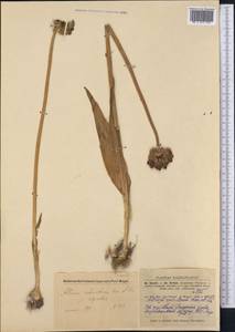 Allium robustum Kar. & Kir., Middle Asia, Dzungarian Alatau & Tarbagatai (M5) (Kazakhstan)