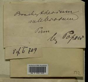 Brachythecium salebrosum (Hoffm. ex F. Weber & D. Mohr) Schimp., Bryophytes, Bryophytes - Permsky Krai, Udmurt Republic, Sverdlovsk & Kirov Oblasts (B8) (Russia)