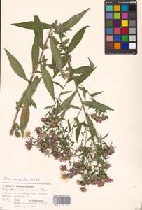 Symphyotrichum ×versicolor (Willd.) G. L. Nesom, Eastern Europe, Moscow region (E4a) (Russia)