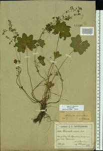 Alchemilla micans Buser, Eastern Europe, Moscow region (E4a) (Russia)