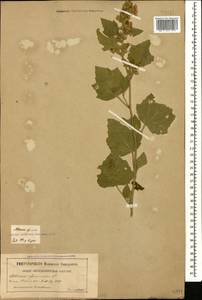 Althaea officinalis L., Caucasus, Georgia (K4) (Georgia)