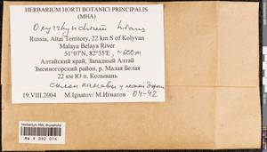Oxyrrhynchium hians (Hedw.) Loeske, Bryophytes, Bryophytes - Western Siberia (including Altai) (B15) (Russia)