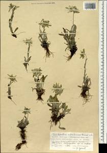 Leontopodium leontopodinum (DC.) Hand.-Mazz., Mongolia (MONG) (Mongolia)