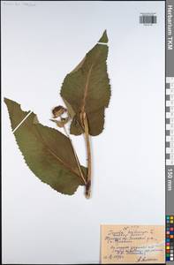 Inula helenium L., Eastern Europe, Central region (E4) (Russia)