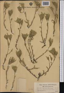 Minuartia glomerata (M. Bieb.) Degen, Western Europe (EUR) (Hungary)