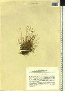 Carex williamsii Britton, Siberia, Chukotka & Kamchatka (S7) (Russia)