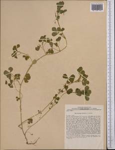 Medicago orbicularis (L.)Bartal., Middle Asia, Pamir & Pamiro-Alai (M2) (Tajikistan)